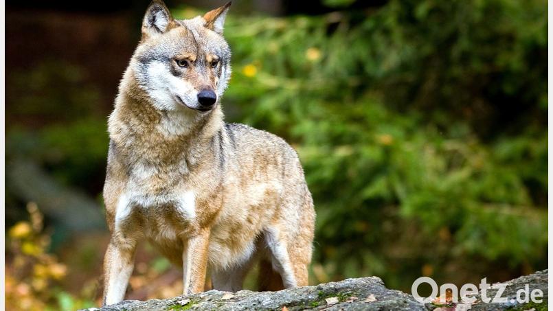 Wolfe gehören mittlerweile zur Tierwelt des Fichtelgebirges. Bild:  Patrick Pleul/dpa