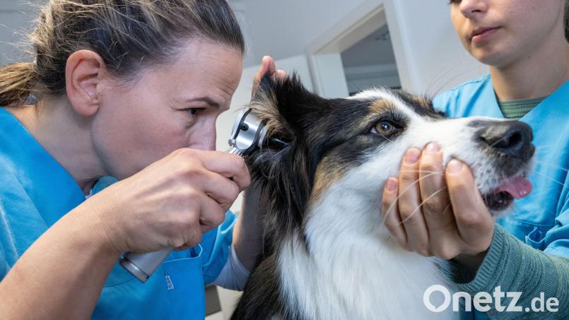 Eine Tierärztin untersucht die Ohren eines Hundes. Symbolbild: Stefan Sauer /dpa