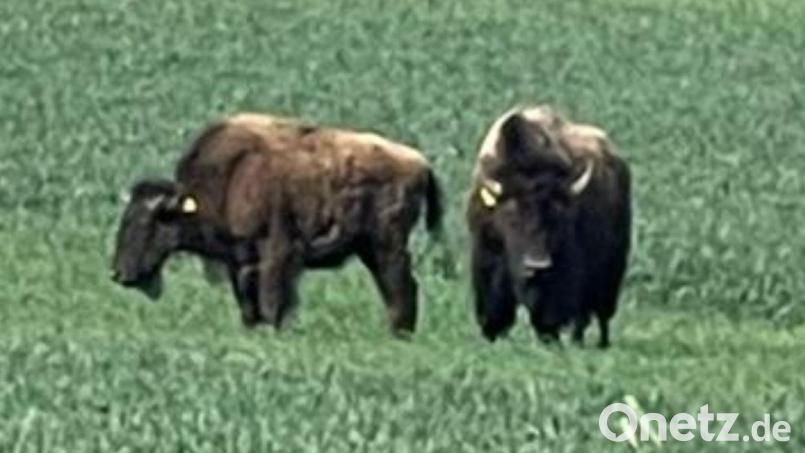 Zwei entlaufene Bisons lösten am Freitagmorgen bei Königstein einen Großeinsatz aus. Bild: Polizeiinspektion Auerbach