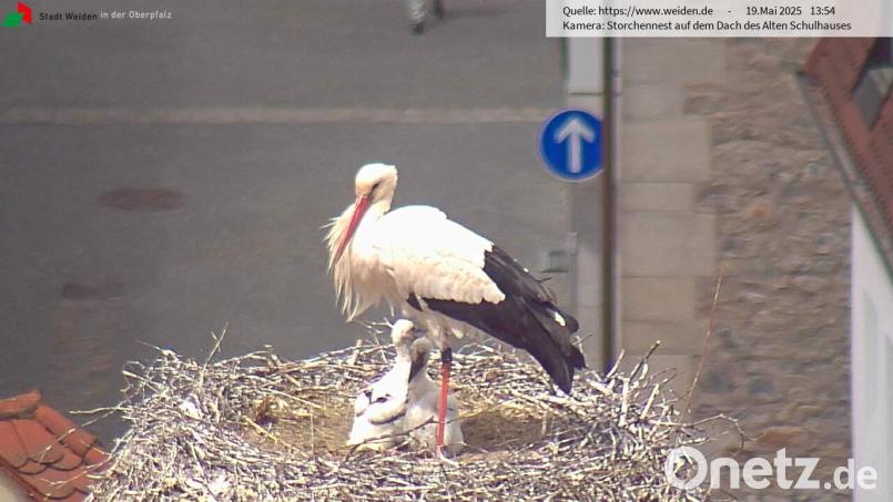 Die Webcam zeigt den Storch im Horst auf dem Alten Schulhaus in Weiden mit zwei kleinen Küken. Screenshot: Storchen-Webcam der Stadt Weiden