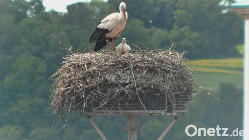 Von vier geschlüpften Storchenküken auf dem Dach des Landratsamtes Neustadt ist nur noch eines übrig. Das überlebende Storchenjunge wird vom Altstorch bewacht. Bild: Screenshort Webcam Landratsamt Neustadt/WN