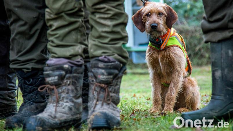 Ein Jagdhund ist in Amberg plötzlich auf die Straße gelaufen – und hat einen Unfall verursacht. Symbolbild: Jens Büttner/dpa