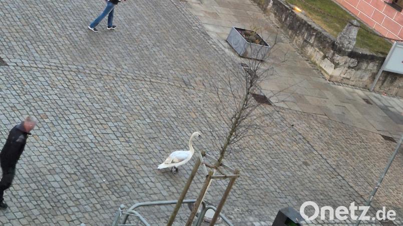 Ein aufmerksamer Beobachter des Schwanen-Intermezzos vor dem gotischen Rathaus in der Sulzbacher Altstadt am frühen Sonntagabend schickte uns diesen Schnappschuss. Bild: Markus Sindel
