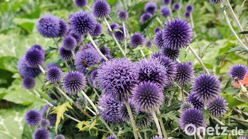 Kugeldisteln bringen Farbe in den Garten, vertragen Hitze und Trockenperioden. Bild: Portner