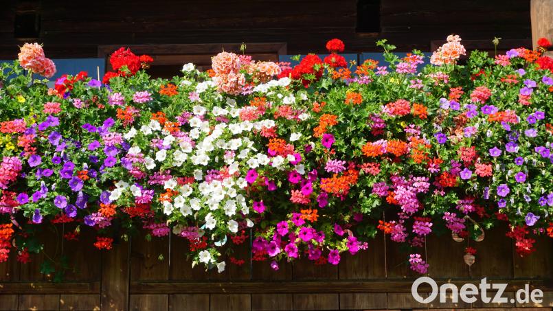 Eine bunte Blütenpracht macht jeden Balkon zum absoluten Hingucker. Symbolbild: PHG Pictures – stock.adobe.com