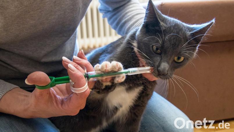 Eine Katze bekommt eine Wurmkur. Tierärzte empfehlen Entwurmungen zum Schutz der Tiere und der Menschen. Symbolbild: Christin Klose / dpa