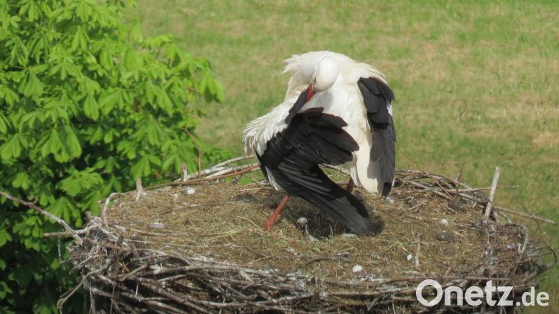 Das erste Storchenküken ist da. Zu entdecken ist das graue Bündel im Nest über dem Klostergasthof nur sehr schwer. Bild: do