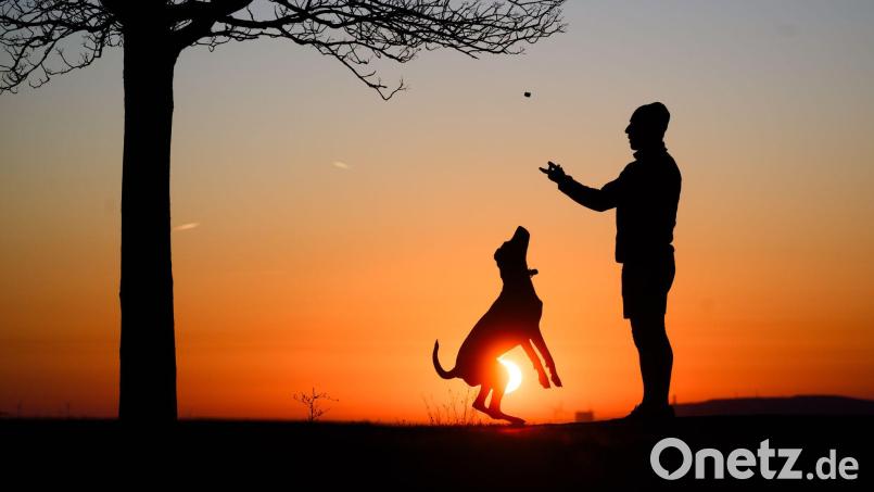 Hund statt Kind? Ganz so einfach ist es nicht. Bild: Julian Stratenschulte/dpa