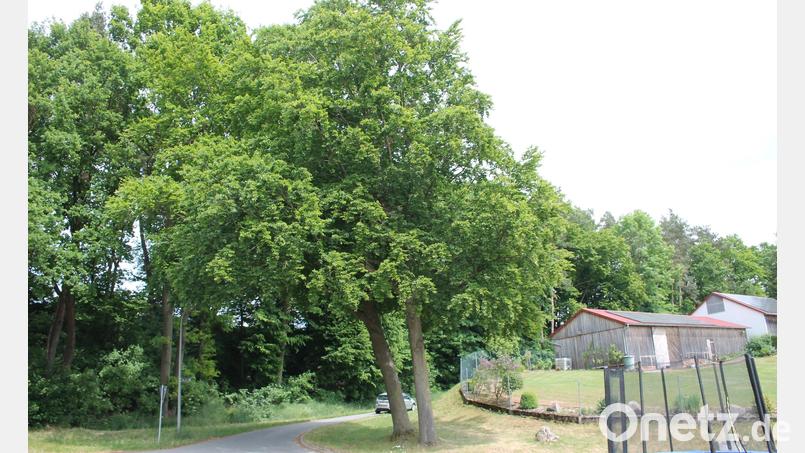Eine Kronenpflege halten Gemeinderat und Bürgermeisterin bei diesem &quot;Buchen-Zwilling&quot; in Pichlberg für geboten. Eine Fällung lehnen die Räte aber mehrheitlich ab. Bild: Bernhard Piegsa