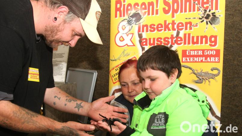 Der achtjährige Raphael hat keine Angst vor Spinnen. Er lässt die &quot;Schwarze Uruguay-Vogelspinne&quot; über seine Hand krabbeln. Bild: Rudolf Hirsch