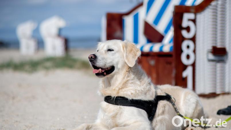 Ein Golden Retriever sitzt bei sonnigem Wetter im Sand am Nordseestrand. Symbolbild: Hauke-Christian Dittrich/dpa