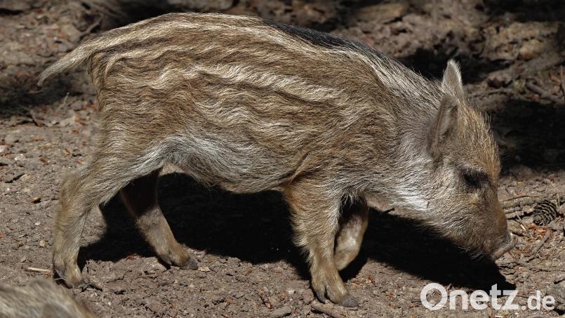 Um die Gefahr der Ausbreitung der Afrikanischen Schweinepest zu verringern, zahlt der Landkreis Neustadt/WN für jeden abgeschossenen Frischling 30 Euro. Archivbild: Benkhardt