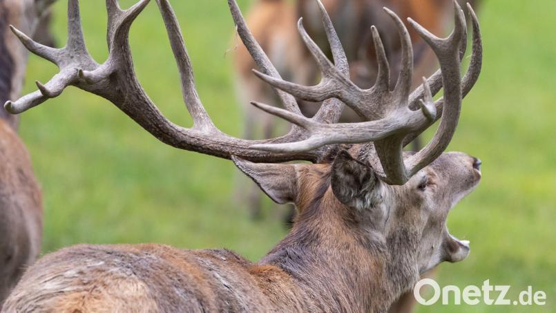 Zaun eines Wildgeheges beschädigt: Mehrere Wildtiere entkommen in Neukirchen-Balbini Symbolbild Daniel Karmann