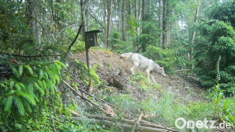 Das Bild einer Wildkamera, die im Nabburger Stadtwald angebracht ist, zeigt einen Wolf. Das Foto ist am Sonntag kurz nach 20.30 Uhr aufgenommen worden. Bild: Ritschel/exb