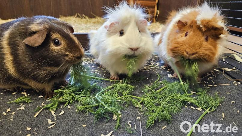 Auch die richtige Ernährung für Meerschweinchen ist Thema eines Workshops im Nürnberger Tiergarten. Archivbild: ald