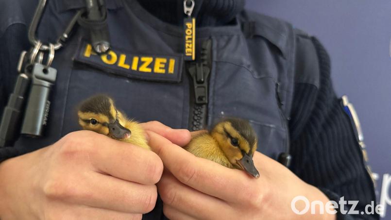 Polizisten haben fünf verwaiste Entenküken gerettet - zwei davon hält ein Beamter in der Hand. Bild: -/Polizei Regensburg/dpa
