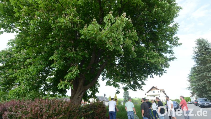 Die Kastanie an der Forststraße im Bereich der ersten Parzelle im Baugebiet &quot;Am Forsthaus&quot; ist riesig. Ihr Astwerk reicht nicht nur über die Straße, sondern auch zu nahe an den Bereich, in dem das Haus der ersten Parzelle gebaut werden könnte. Bild: bey