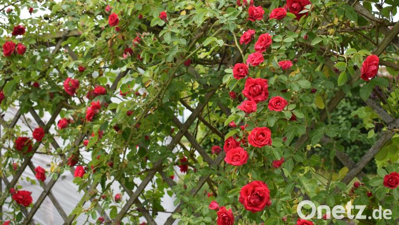 Die üppig blühenden Rosen sind Schmuckstücke im Garten. Bild: rgr
