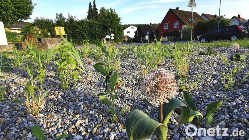 Dieses Kiesbeet mit trockenheitsverträglichen Stauden fällt seit zwei Wochen auf einer städtischen Fläche am Bayerisch-Böhmischen-Freundschaftsweg in Oberviechtach auf. Die Mulchschicht aus Schotter sorgt für Diskussionen. Bild: Portner