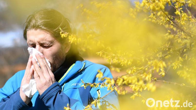 Daten zum Pollenflug sind in Bayern online abrufbar. (Symbolbild) Bild: Angelika Warmuth/dpa
