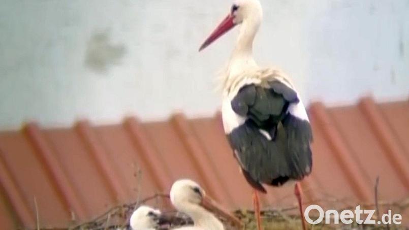 Zwei Störche sind in Falkenberg geschlüpft. Nur eines hat die ersten Tage überlebt. Unser Bild zeigt den kleinen Vogel mit den beiden Altstörchen. Bild: Storchencam Falkenberg/Joachim Zrenner/exb