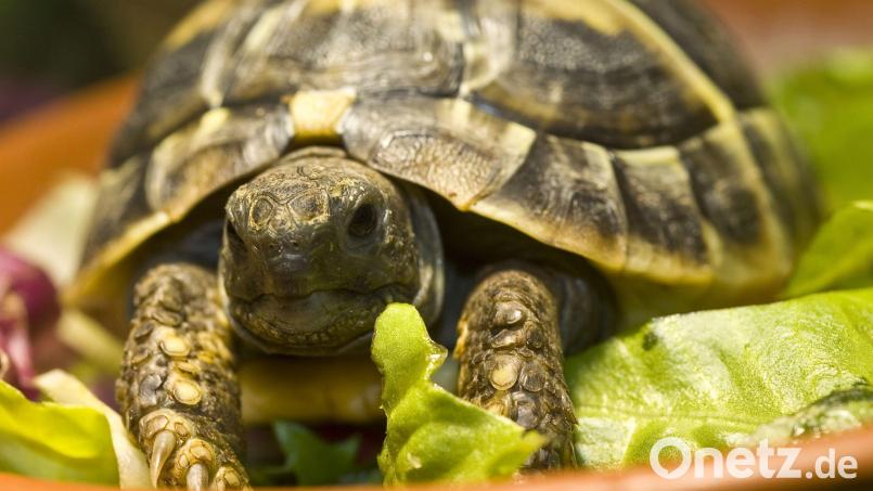 Die Polizei sucht Zeugen, die Hinweise zum Schildkrötendiebstahl in Weißenstadt geben können. Symbolbild: Jens Schierenbeck/dpa