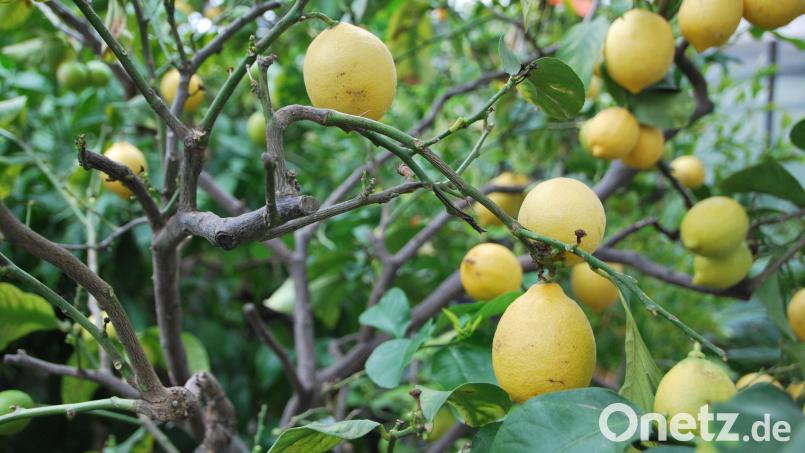 Ein bislang unbekannter Täter entwendete einen Zitronenbaum aus einem Garten in Nittenau. Symbolbild: Anja Sokolow