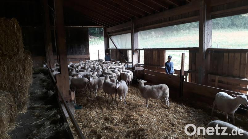 Die Gemeinderäte von Schwarzenbach genehmigten den Bau eines Schafstalls in Schmierhütte. Symbolbild: Anton Ebner