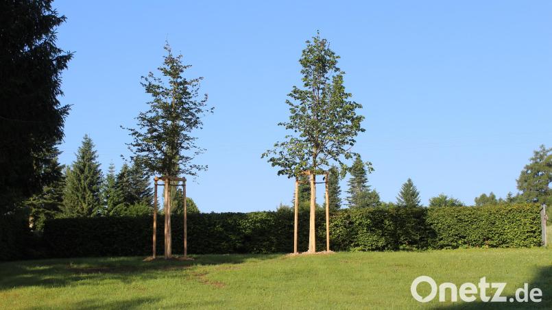 Am Friedhof in Ebnath wurden Bäume neu gepflanzt. Hier sind ab sofort Baumbestattungen möglich. Bild: Josef Söllner/exb