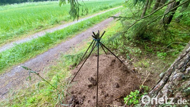 Dieser Ameisenhaufen direkt am Feldweg blieb noch verschont. Bild: upl