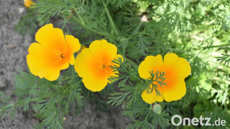 Wenn die Sonne scheint, öffnen sich die Blüten des Kalifornischen Mohns. Bild: rgr