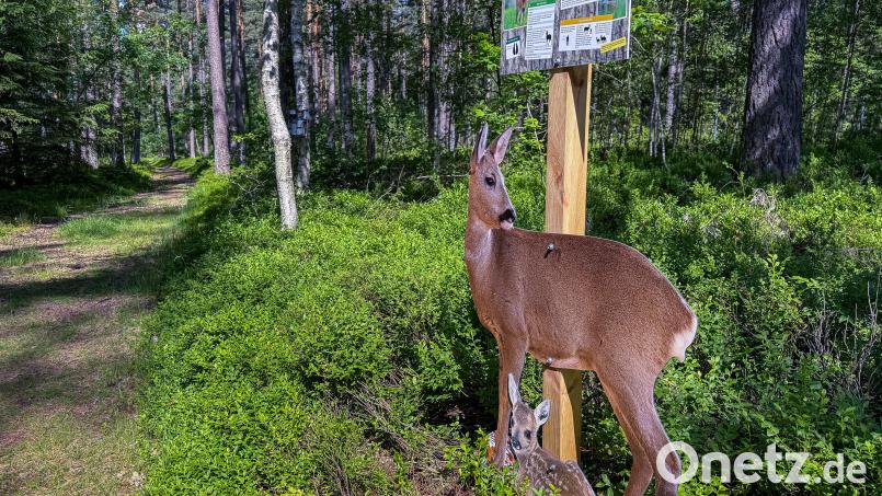 Den Pirschpad säumen die &quot;Waldbewohner&quot;, wie dieses Reh mit seinem Kitz. Bild: Stephan Huber