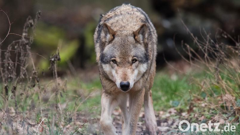 Der Wolf, seine Population und sein Beuteschema: Bei der Rotwildschau kamen viele Aspekte zur Sprache. Symbolbild: Julian Stratenschulte/dpa
