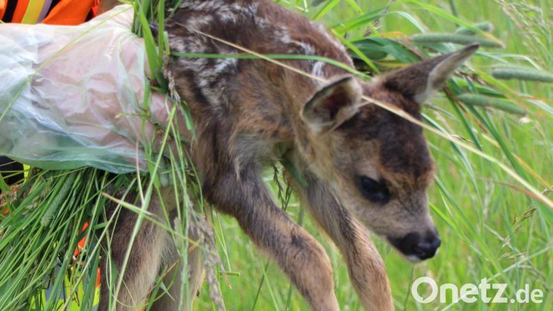 Zur fachlich korrekten Rehkitzrettung gehören sicheres Greifen und Festhalten sowie das Tragen von Handschuhen durch den Helfer und eine Grasumhüllung des Kitzes. Archivbild: Lisa Langer