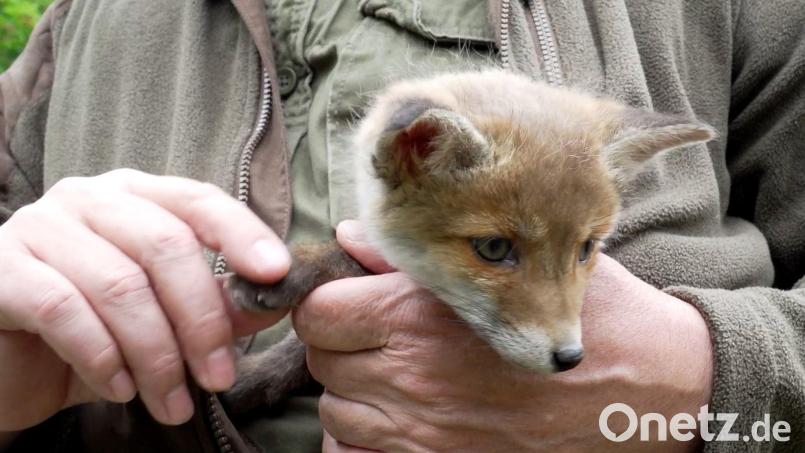 Vermutlich noch jünger als dieser fünf Wochen alte Fuchs war der Fuchswelpe, den eine Spaziergängerin bei Pirk entdeckt hat. Symbolbild: Julius-Christian Schreiner/dpa