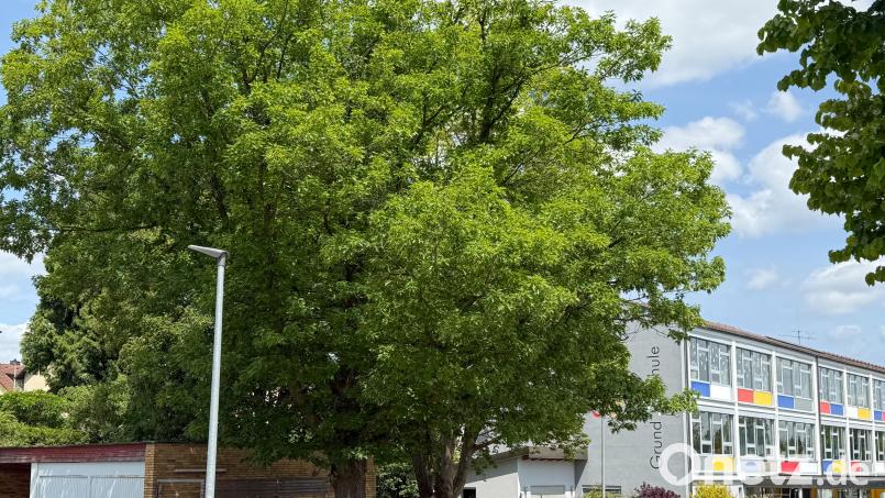Die Bäume mit ihrer mächtigen Krone stehen in vollem Saft. Sie befinden sich nahe dem Haupteingang der Schule und sind von der Straße aus unübersehbar. Bild: Petra Hartl