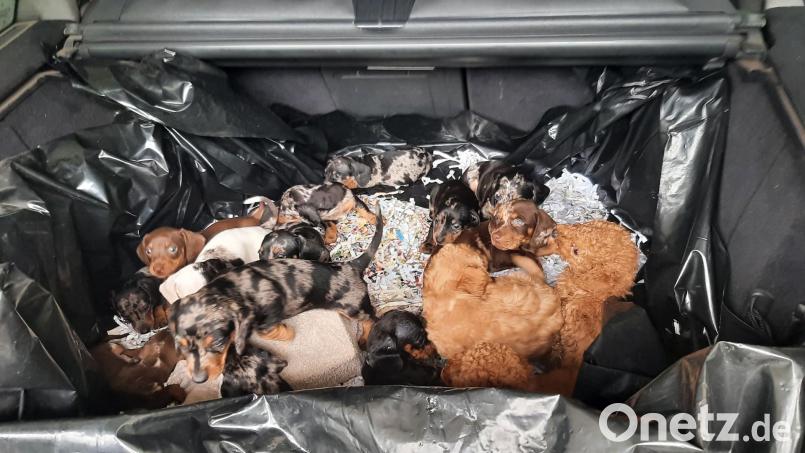 Ein Kofferraum voller Hundewelpen, gerade erst sechs Wochen alt: Dieser Anblick bot sich den Bundespolizisten bei der Fahrzeugkontrolle. Bild: Bundespolizei