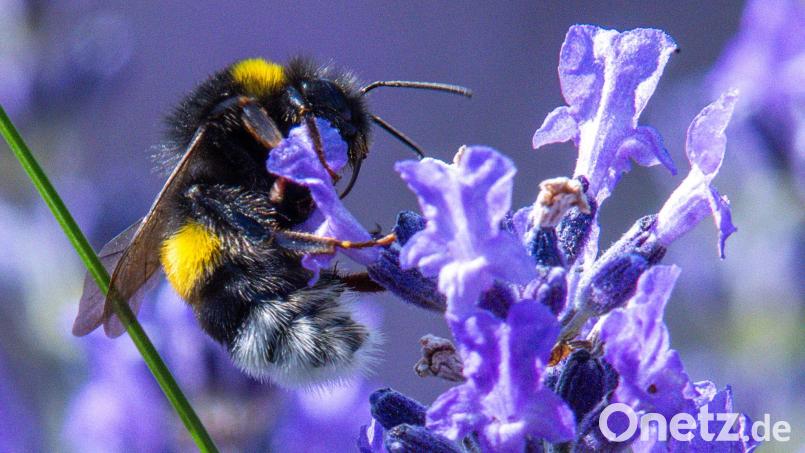 Teilnehmer an der Hummel-Challenge im Landkreis Schwandorf benötigen eine App, um ihre Beobachtungen weitergeben zu können. Bild: Jens Büttner/dpa