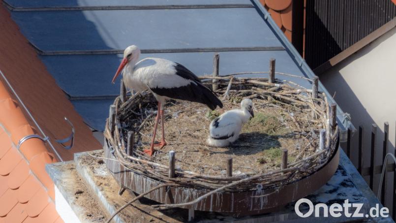 Ursprünglich gab es zwei Jungstörche im Bootshaus-Nest, am Freitag war dort aber nur noch einer zu sehen. Bild: hbe