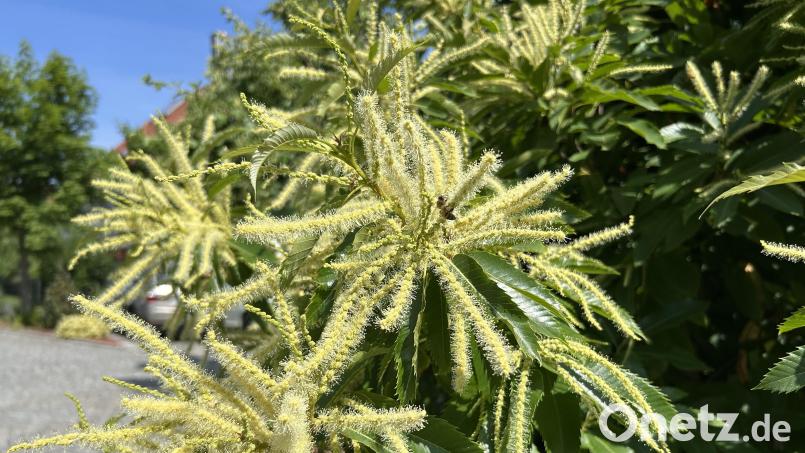 Mit einem besonders süßlichen Blütenduft locken die Edelkastanien Honigbienen, Hummeln und andere Bestäuber an. Bild: Andreas Royer