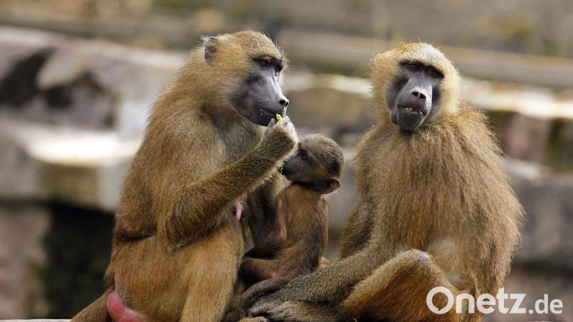 Eine Gruppe Paviane in ihrem Gehege im Tiergarten in Nürnberg. Symbolbild: Daniel Karmann/dpa