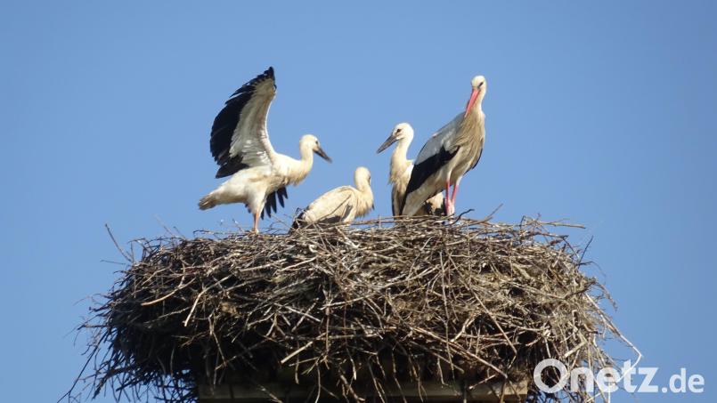 Das Storchennest über Mehlmeisel ist wieder gut gefüllt. Bild: Richard Ehlich