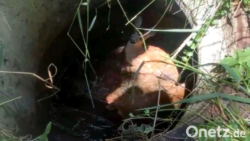 Die Rehkitze wurden von den Einsatzkräften der Feuerwehr Rosenberg aus dem Schacht befreit und ins Freie getragen. Bild: Nadja Raupach