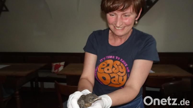 Martina Thoma trägt die junge Amsel ins Freie, die sich im Schafferhof in Neuhaus in die Zoiglstube verirrt hatte. Bild: Ibl