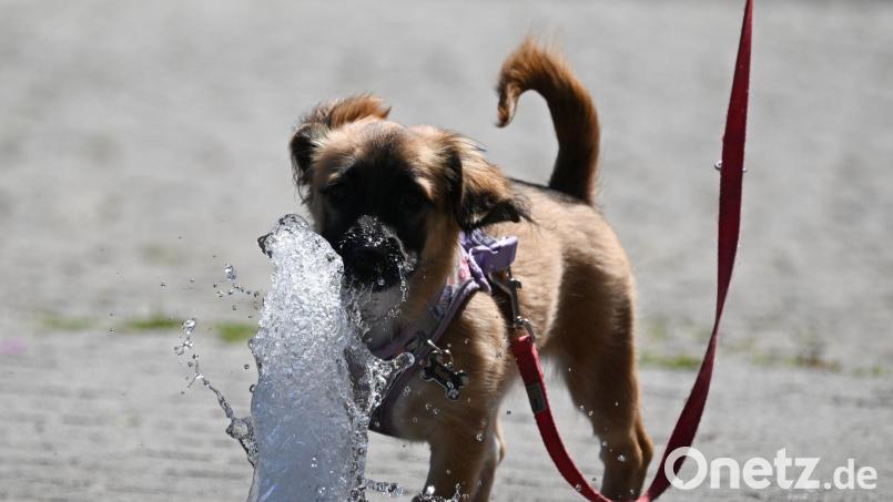 Bei den hohen Temperaturen brauchen vor allem Hunde eine Abkühlung. Ab 30 Grad kann es für sie gefährlich werden. Bild: Arne Dedert/dpa