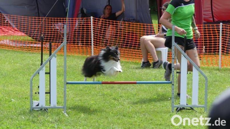 In Aktion: Hundeführer und Hund durchlaufen gemeinsam den Wettkampfsparcours. Bild: Marie Hille