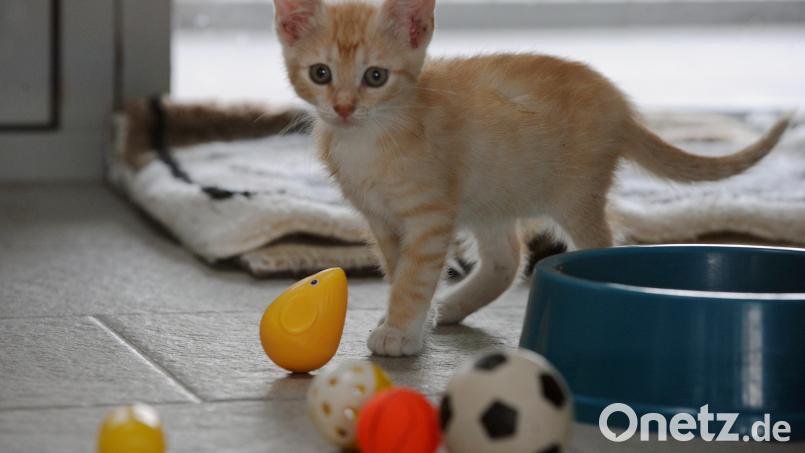 Drei Katzenbabys wurden offenbar aus einem fahrenden Auto geworfen. Eines verendete, zwei wurden schwer verletzt. Symbolbild: Soeren Stache/dpa