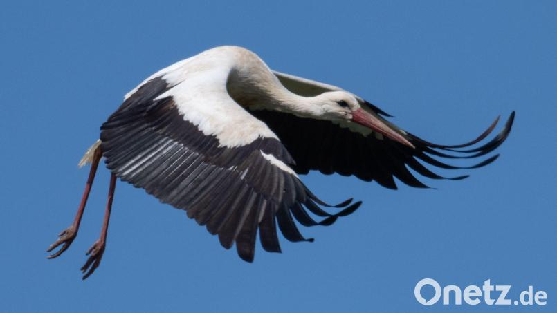 Der Vogel kam wohl mit dem Schrecken davon. Symbolbild: Boris Roessler/dpa