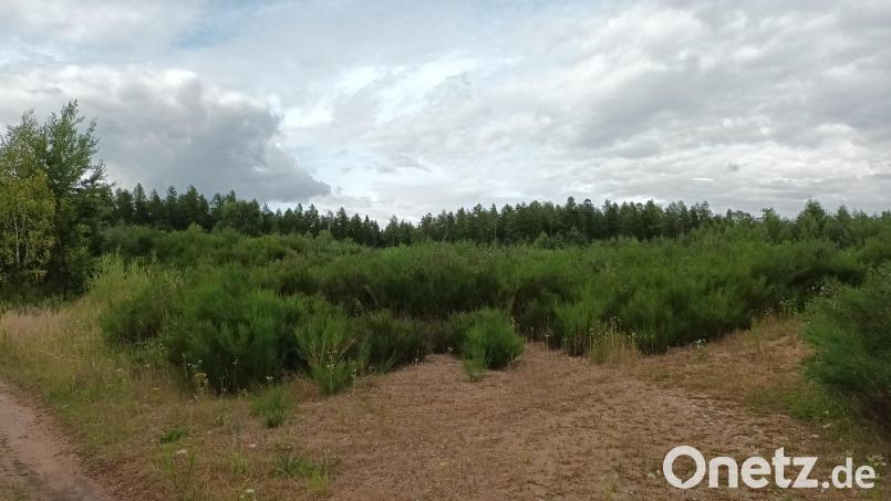 Auf dieser Lichtung im Bürgerwald soll eine Solarstromanlage entstehen. Zurzeit läuft bei der Stadt Pressath das Öffentlichkeitsbeteiligungsverfahren, das jetzt in die nächste Runde geht. Bild: Bernhard Piegsa