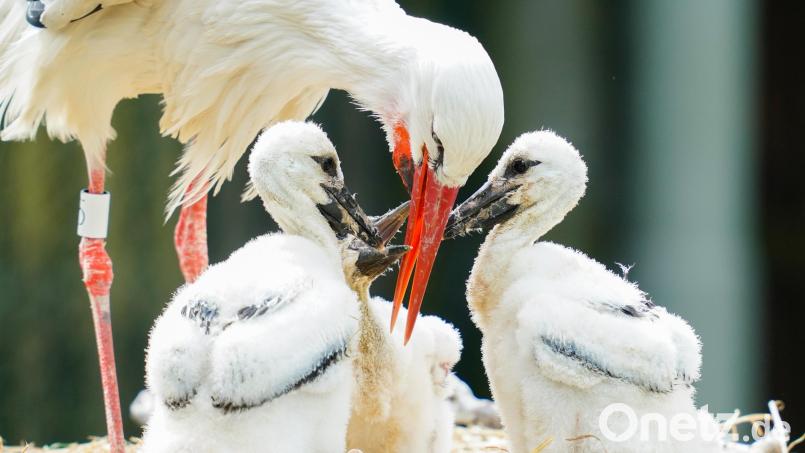 Ein Weißstorch kümmert sich um seine Jungtiere. Archivbild: Uwe Anspach/dpa